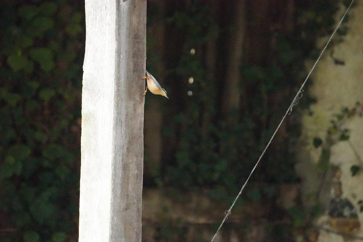 Garrapo eurasiarra - ML646314779