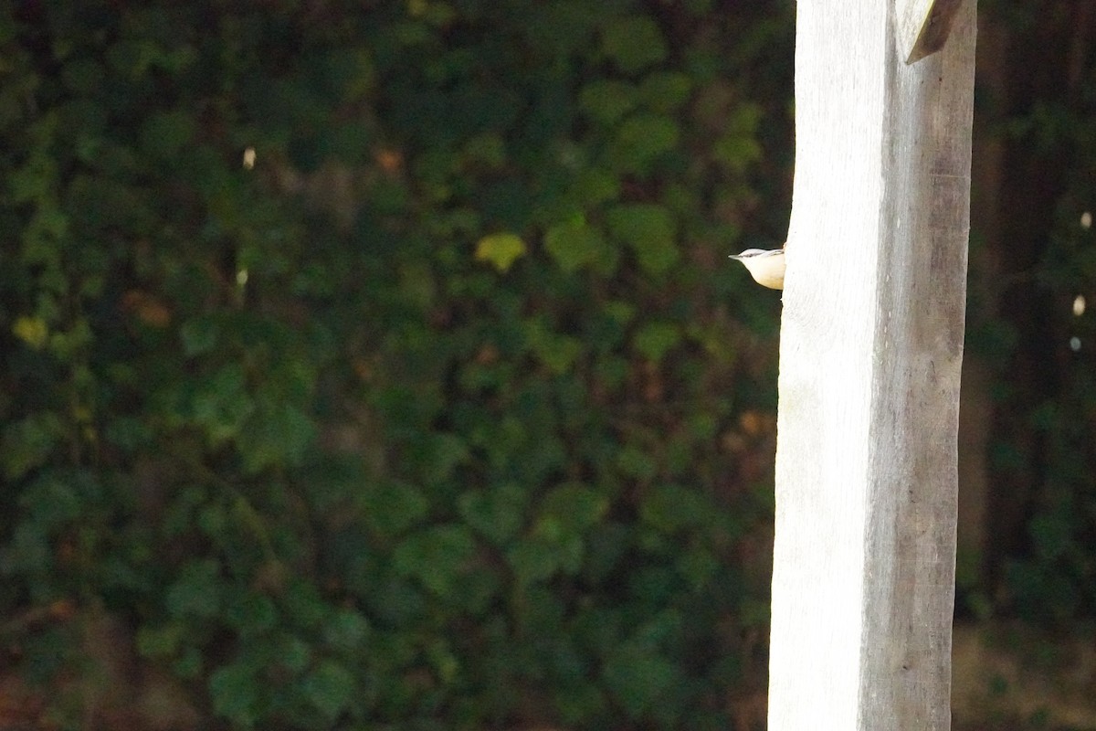 Garrapo eurasiarra - ML646314780