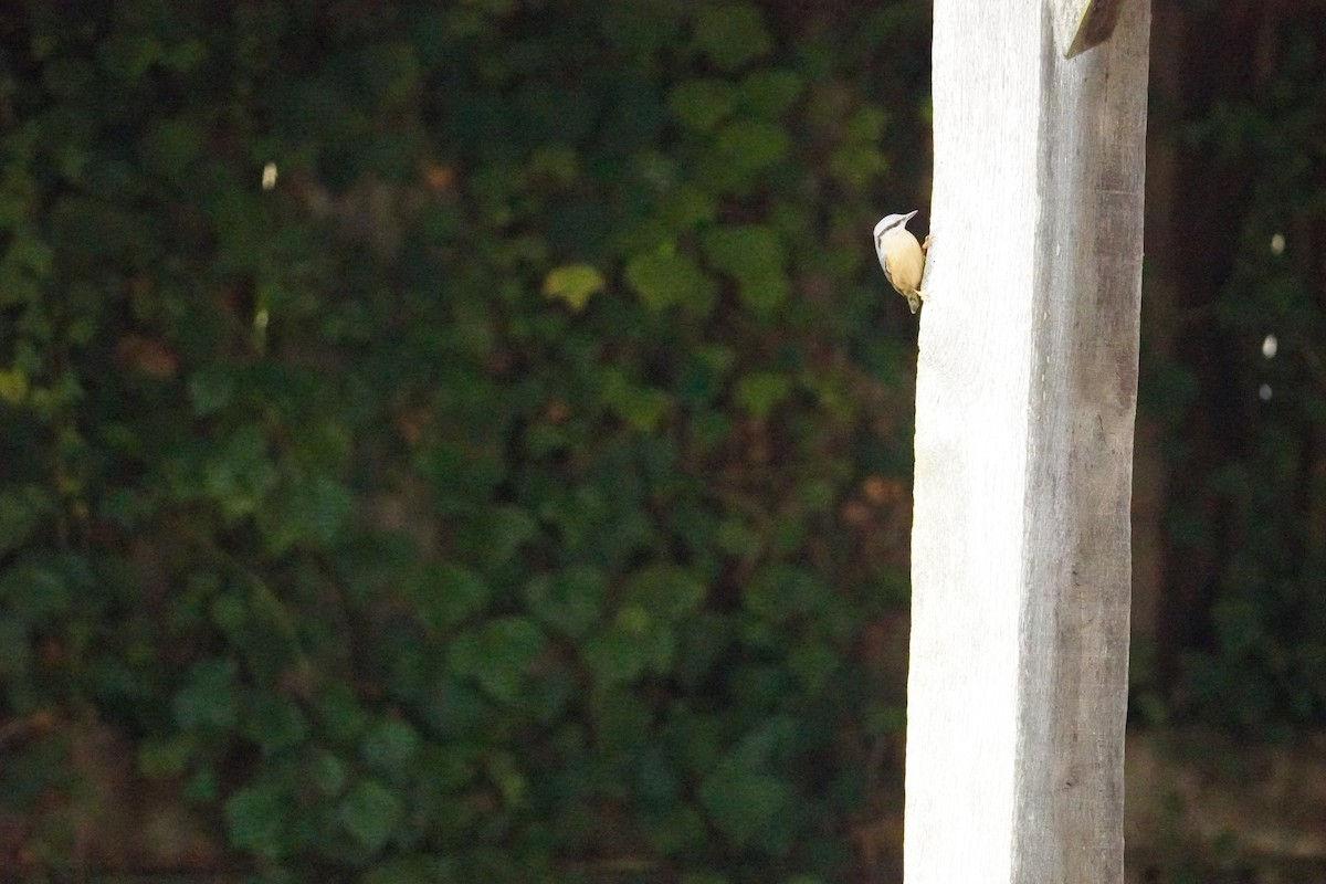 Garrapo eurasiarra - ML646314781