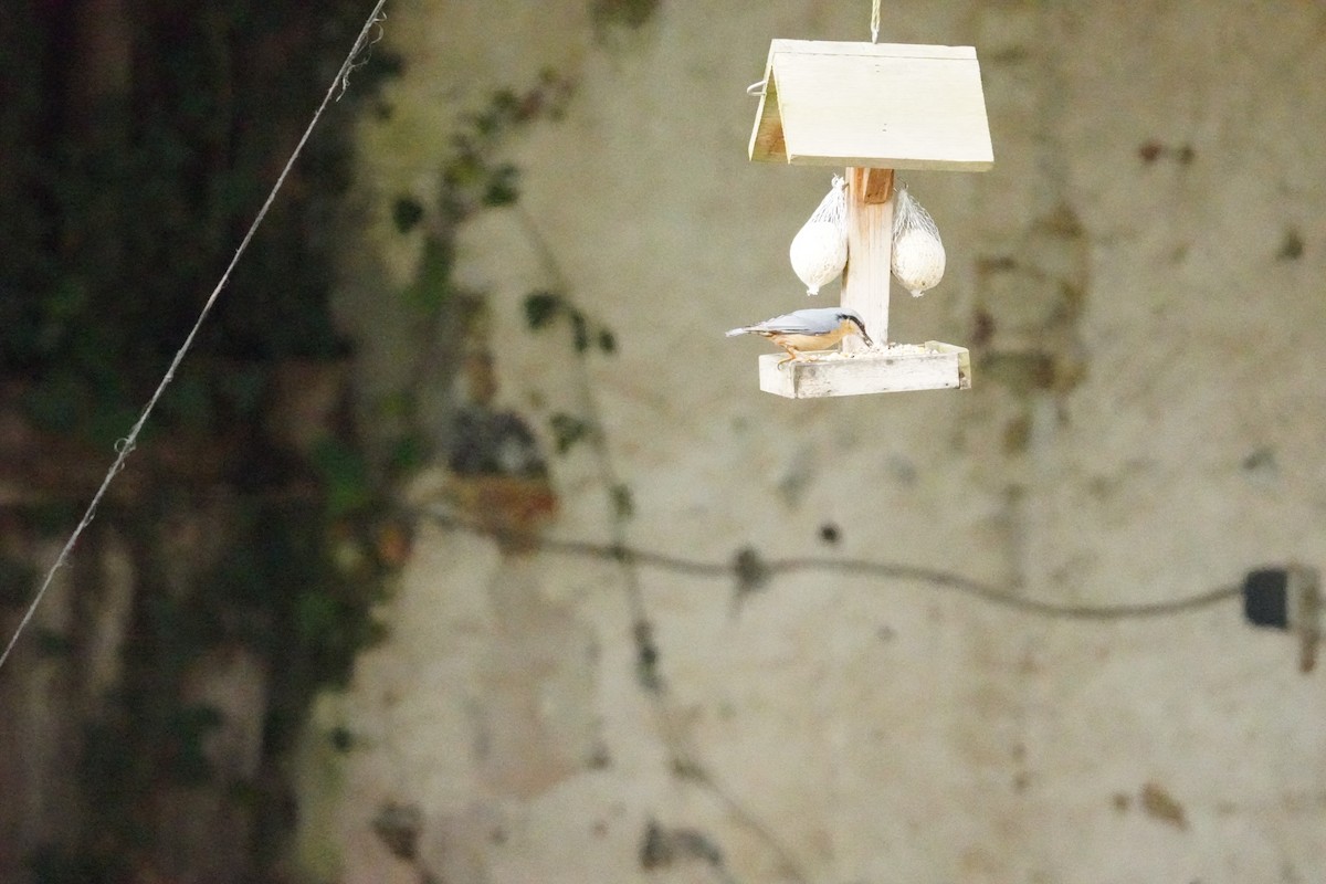 Garrapo eurasiarra - ML646314782