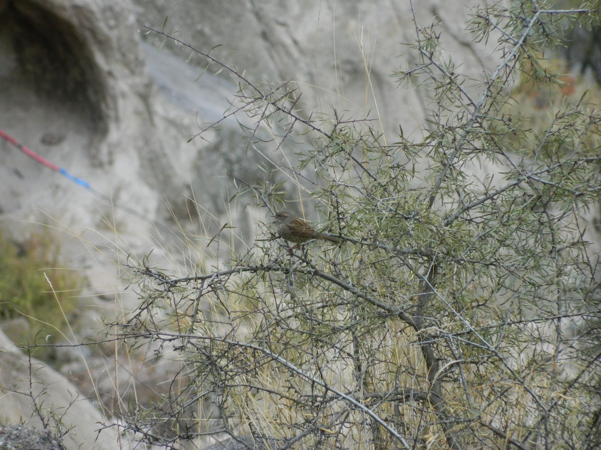 Dunnock - ML646314783