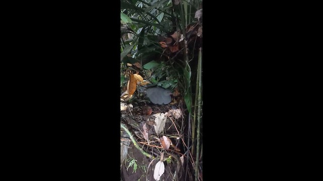 Berlepsch tinamua - ML646314785