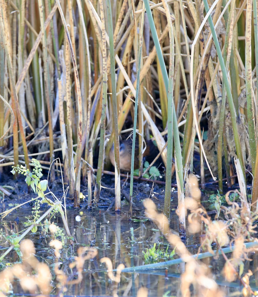 Virginia Rail - ML646314787