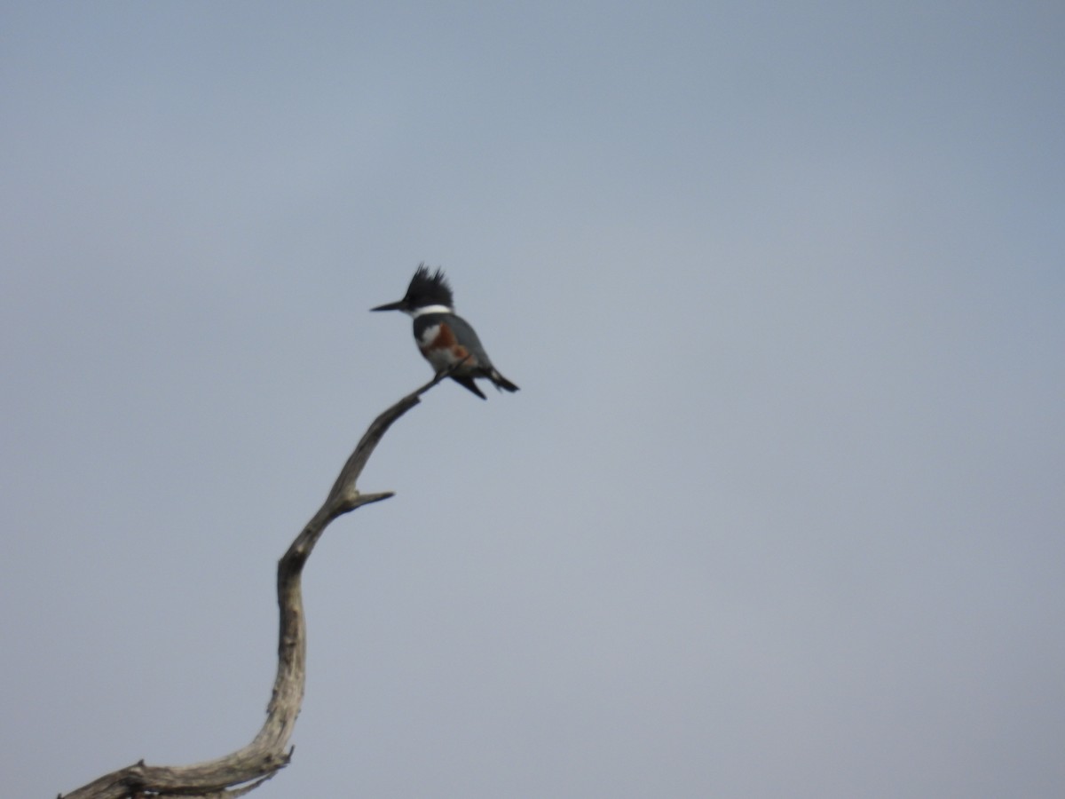 Belted Kingfisher - ML646314795
