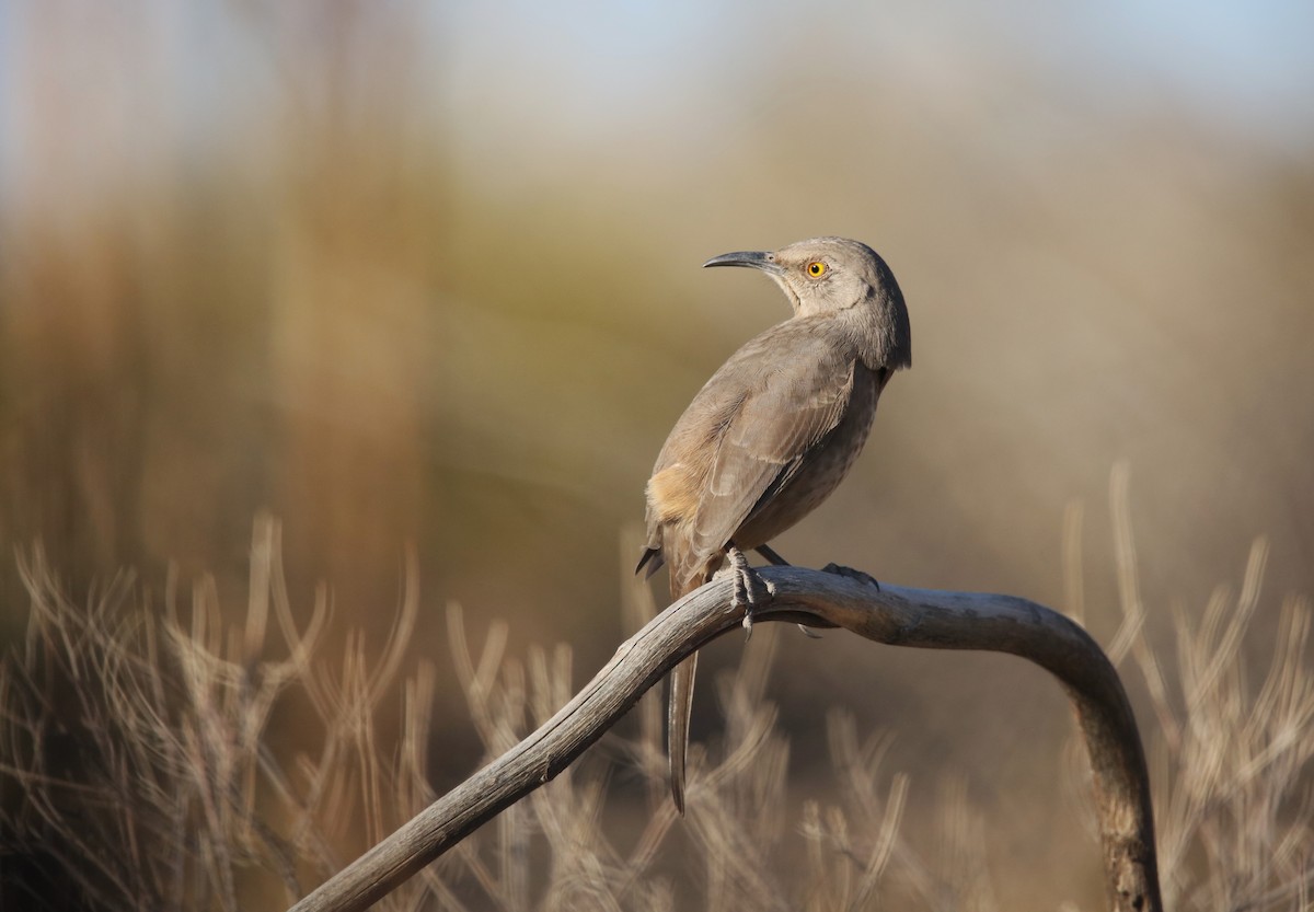Curve-billed Thrasher (curvirostre Group) - ML646314796