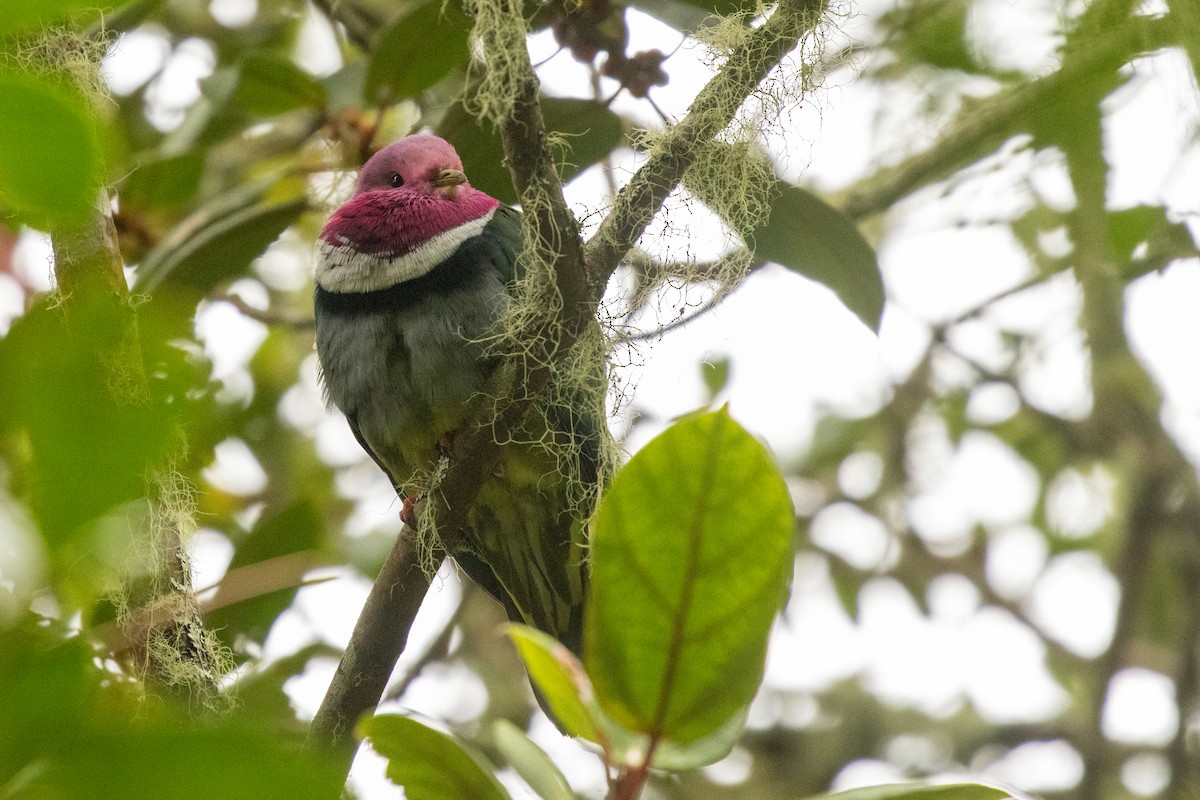 holub vínokrký - ML646314799