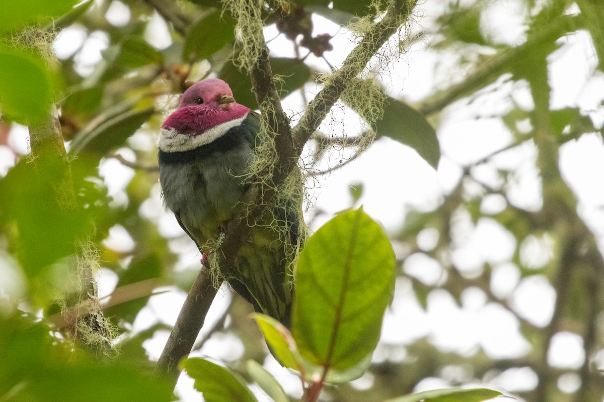 holub vínokrký - ML646314801