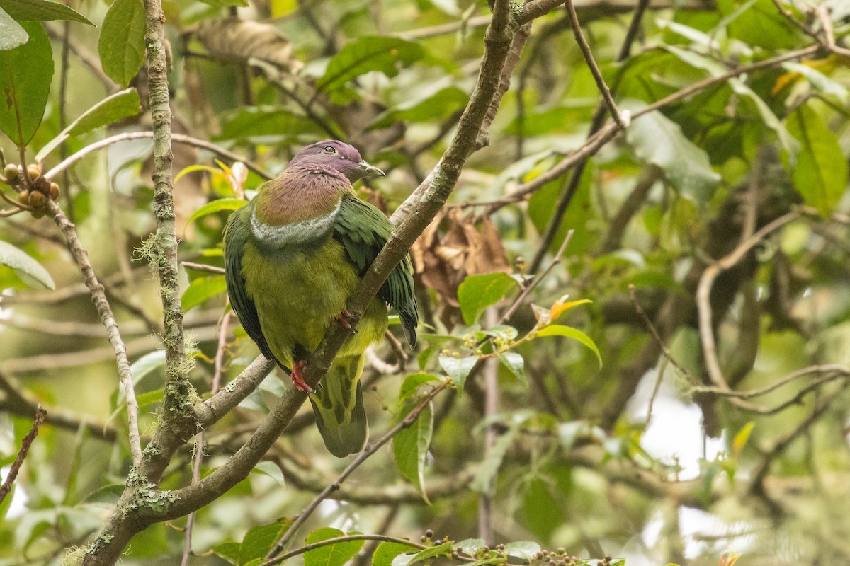 holub vínokrký - ML646314802