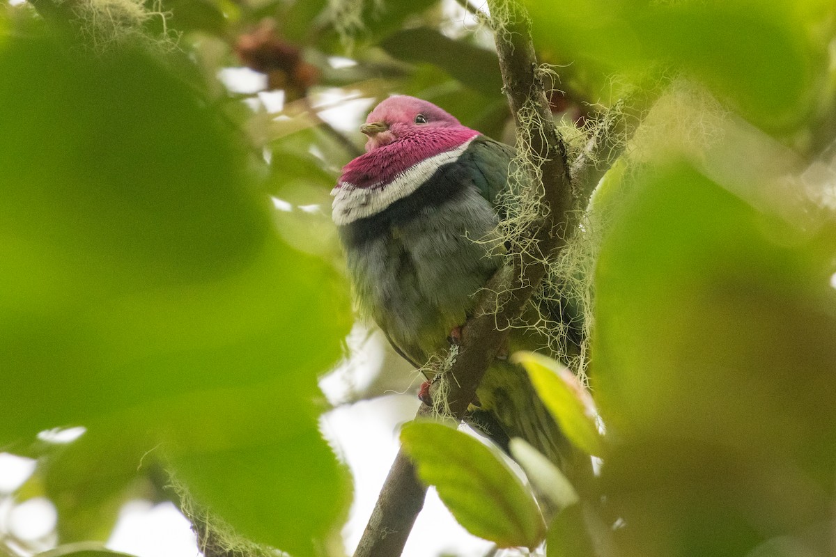 holub vínokrký - ML646314803