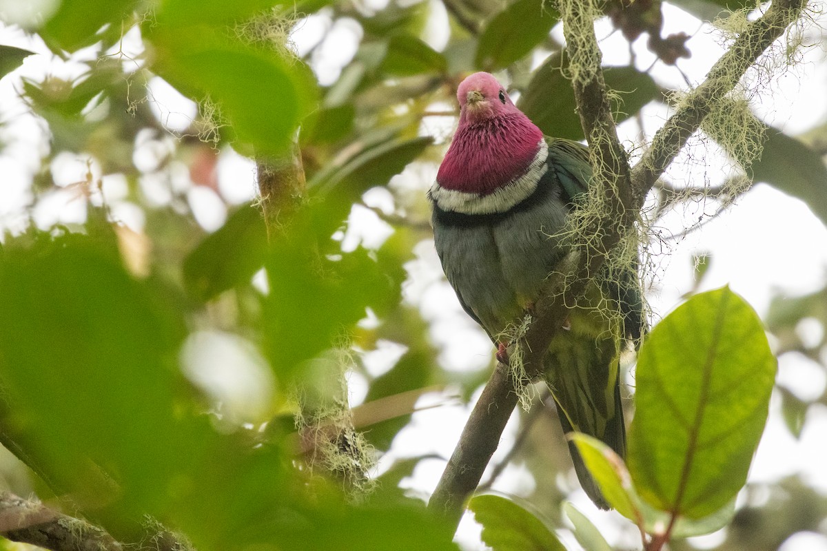 holub vínokrký - ML646314804