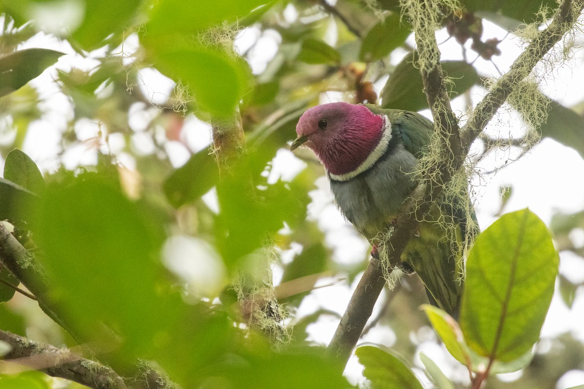 holub vínokrký - ML646314805