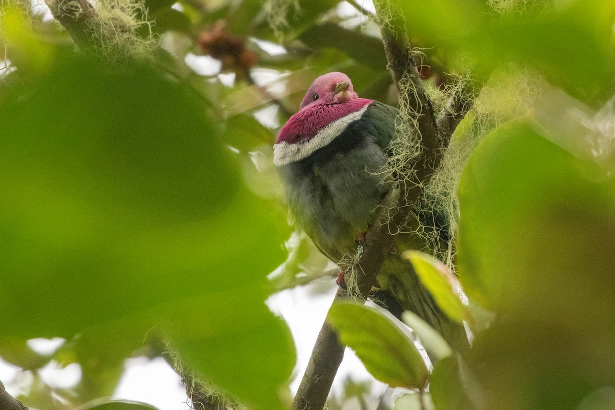 holub vínokrký - ML646314806