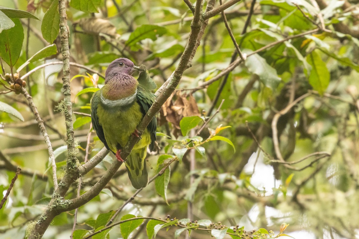 holub vínokrký - ML646314807