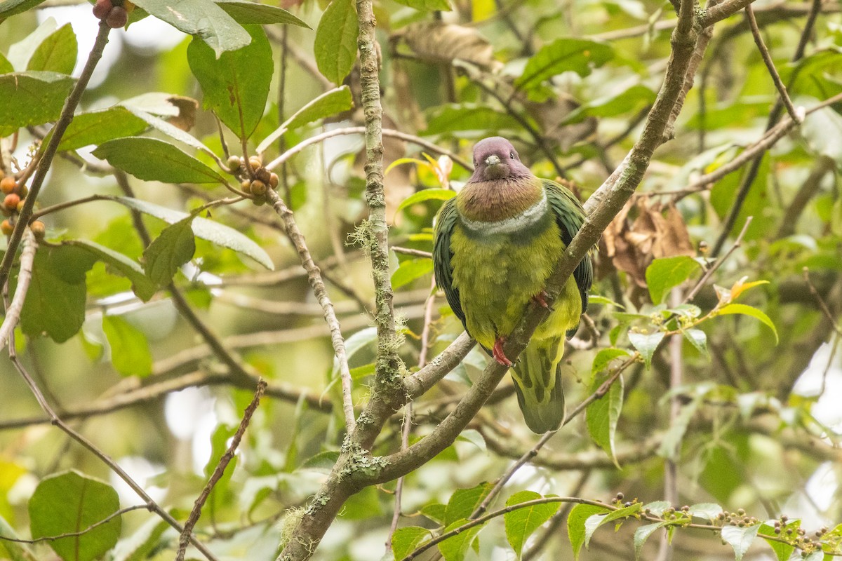 holub vínokrký - ML646314808