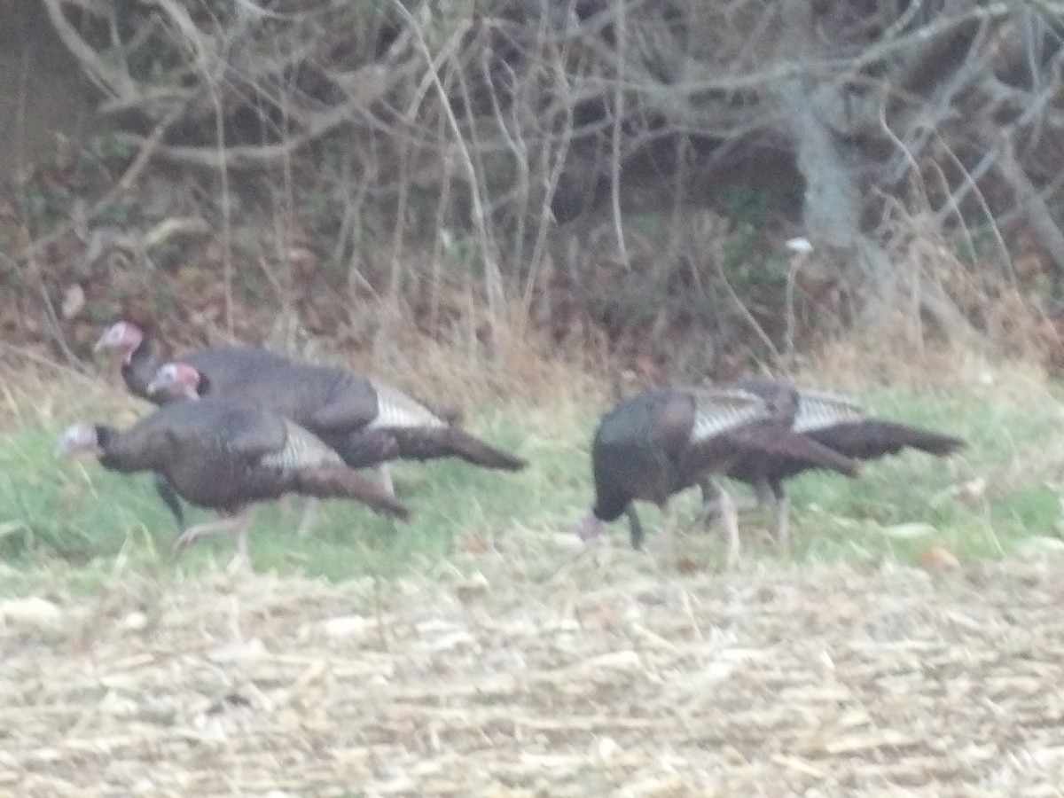 Wild Turkey - ML646314811