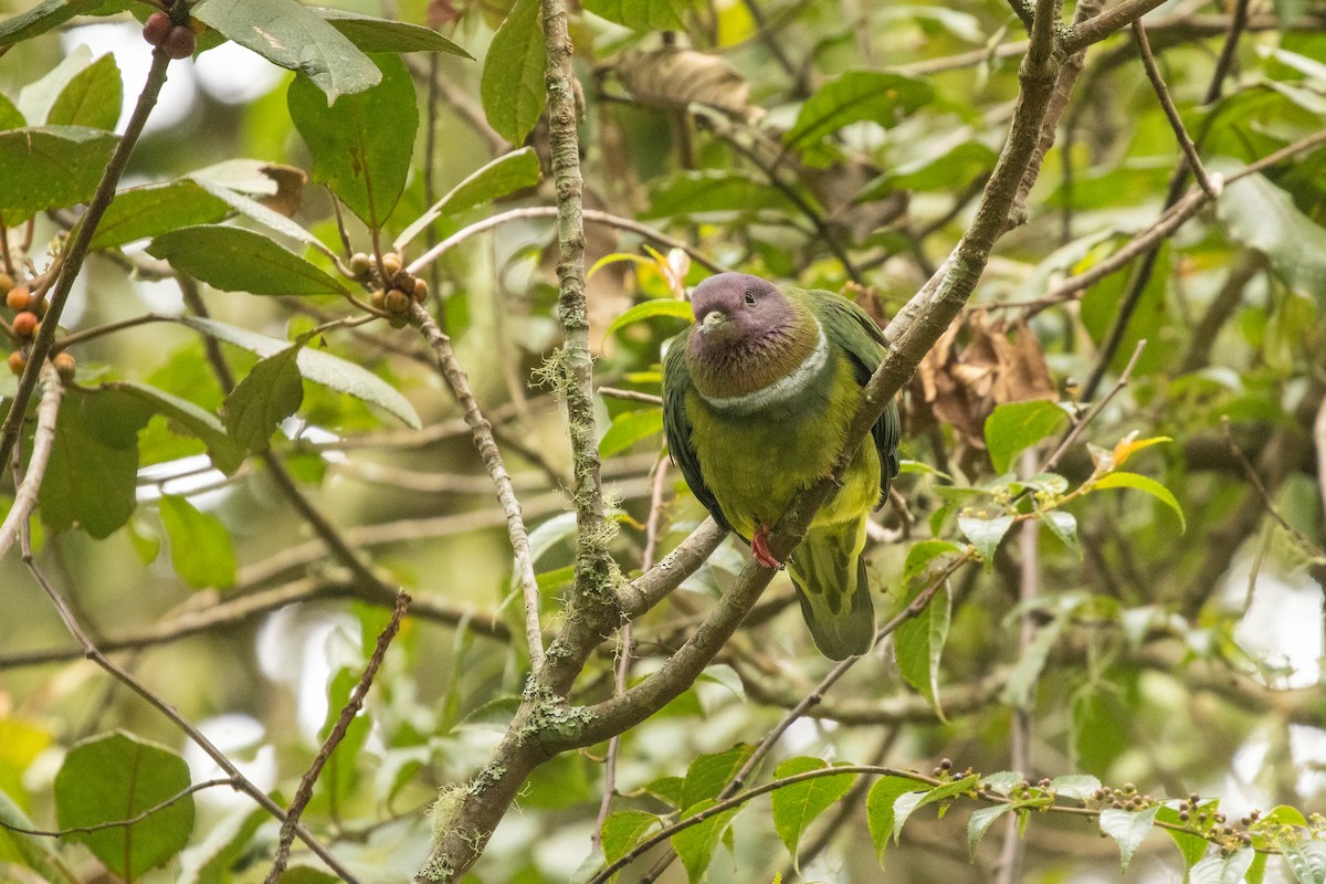 holub vínokrký - ML646314812