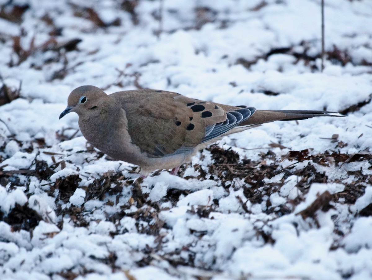 Mourning Dove - ML646314815