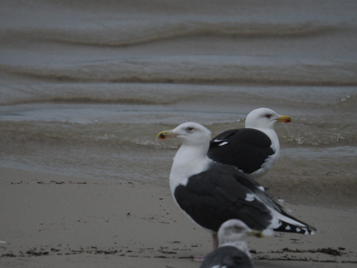 オオカモメ - ML646314819