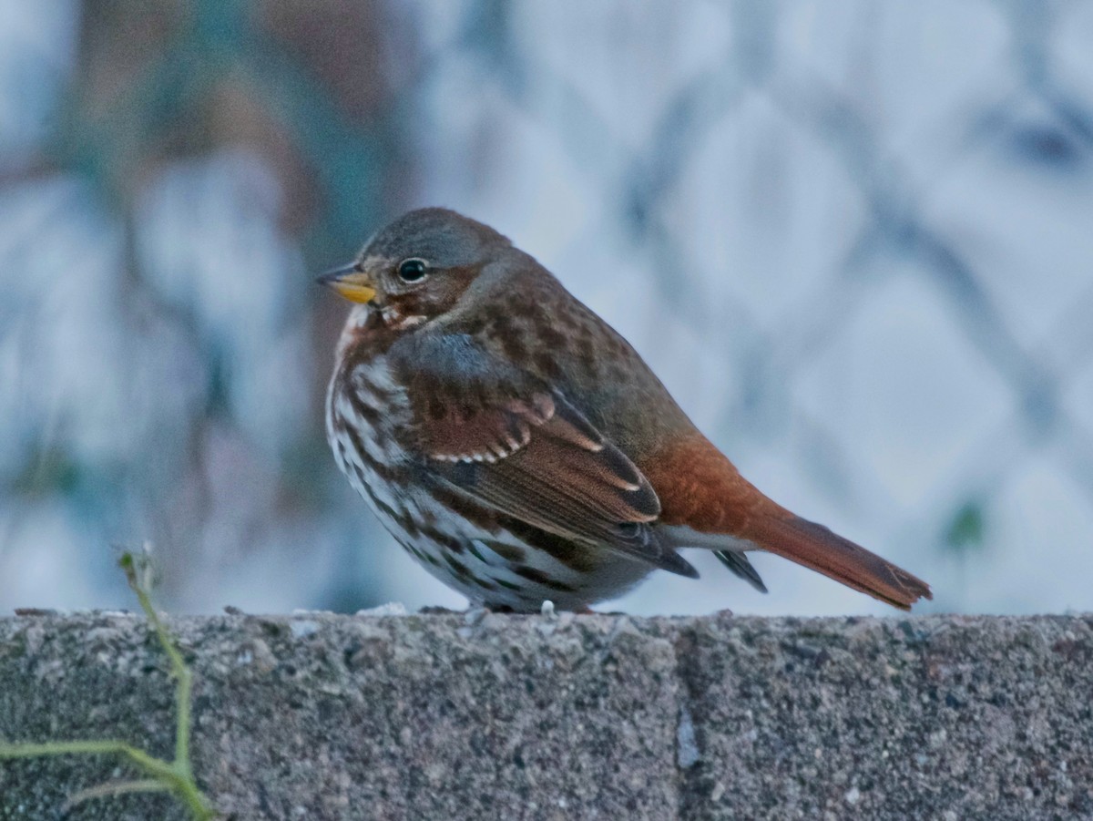 Passerella variabile - ML646314820