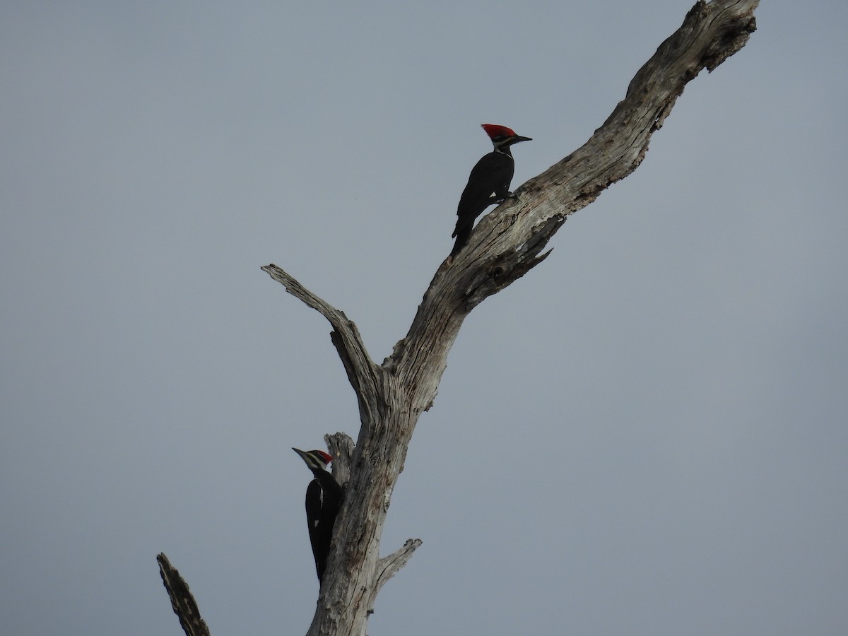 Pileated Woodpecker - ML646314822