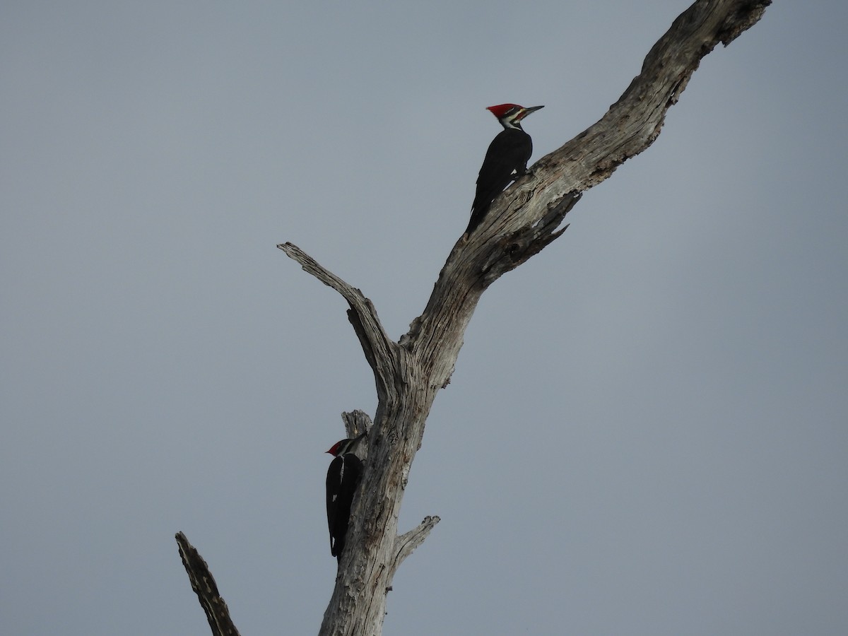 Pileated Woodpecker - ML646314823