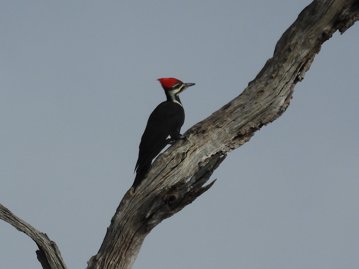 Pileated Woodpecker - ML646314824