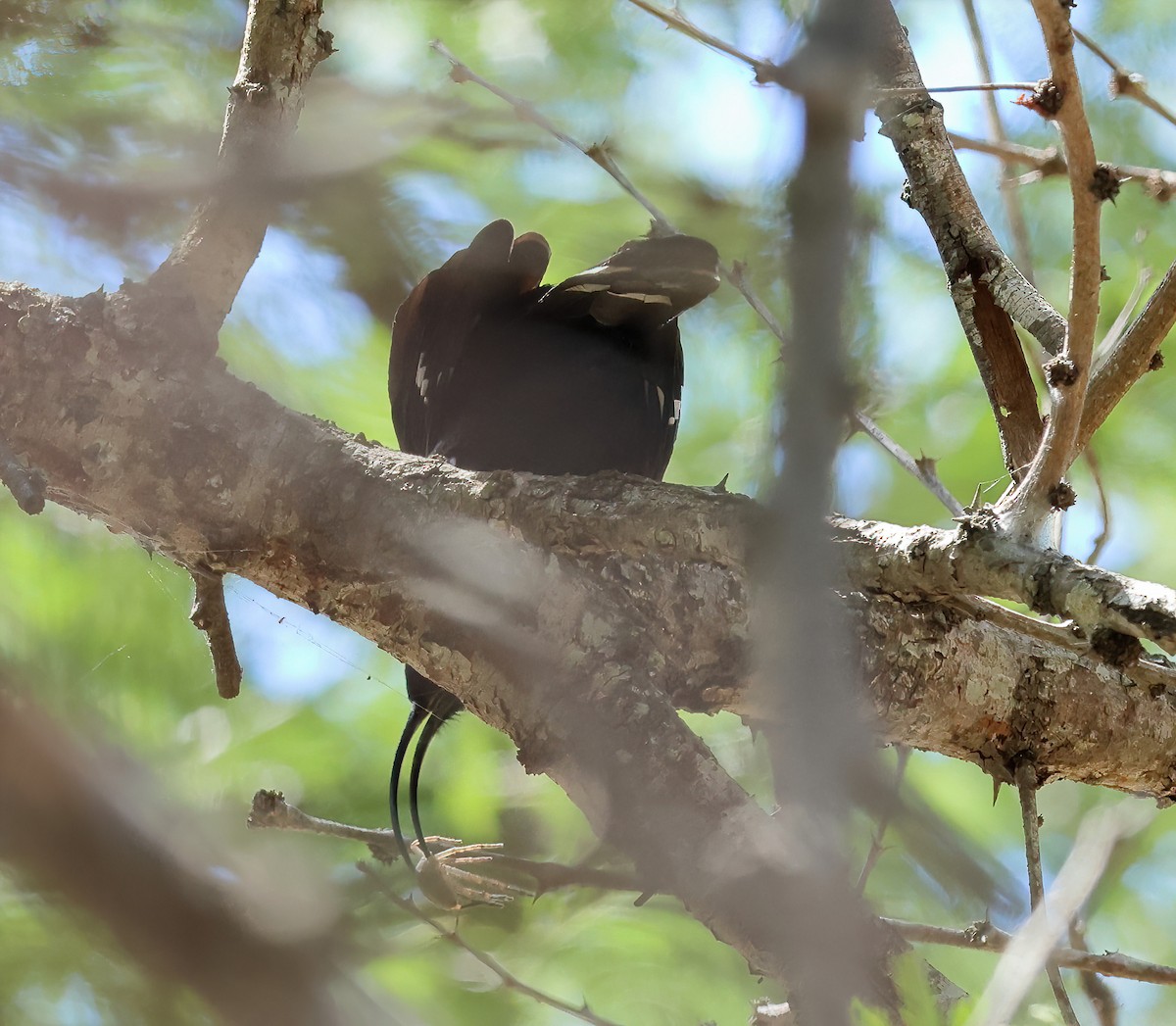 Common Scimitarbill - ML646314825