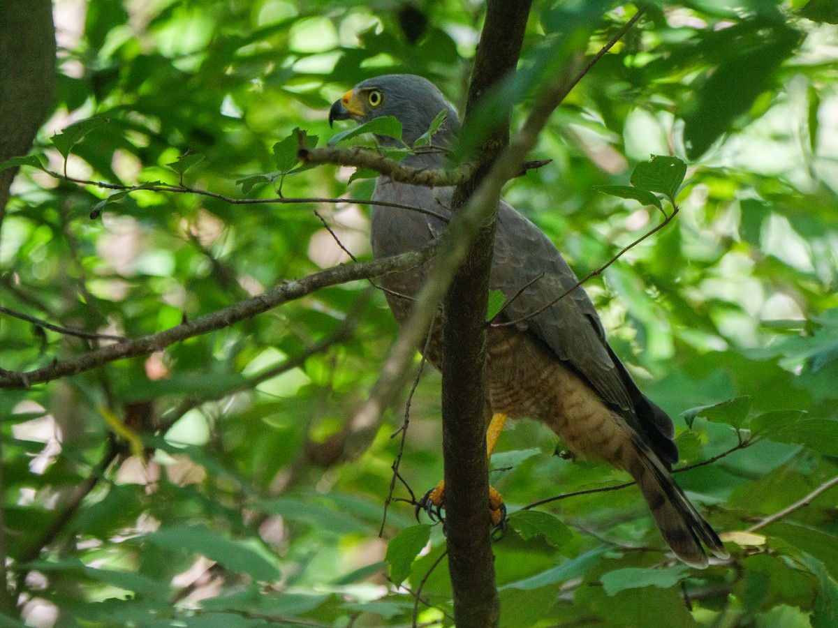 Roadside Hawk - ML646314831