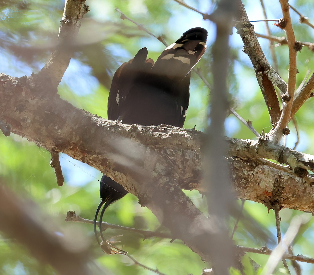 Common Scimitarbill - ML646314832