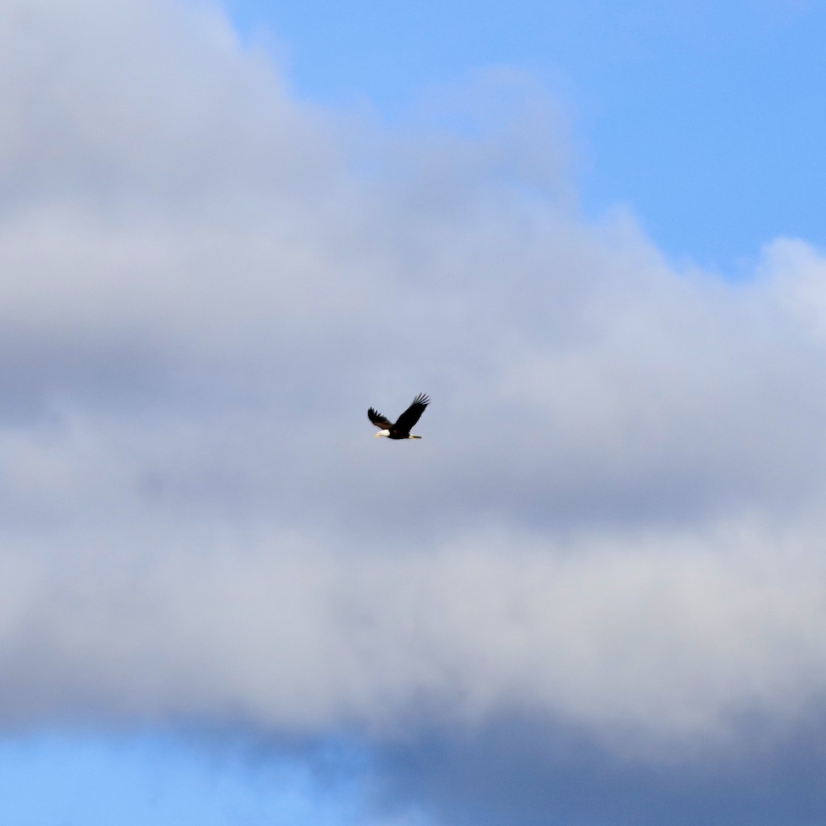 Pygargue à tête blanche - ML646314833