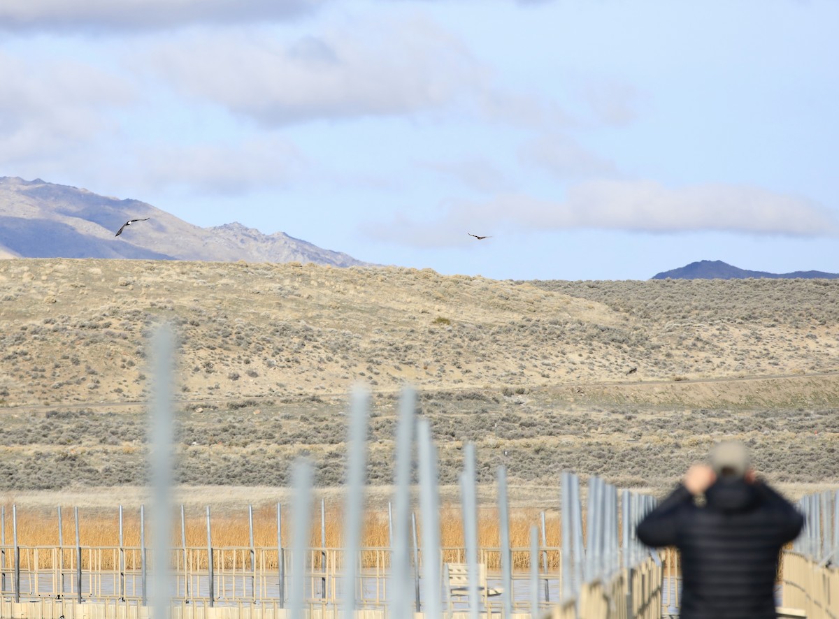 Pygargue à tête blanche - ML646314834