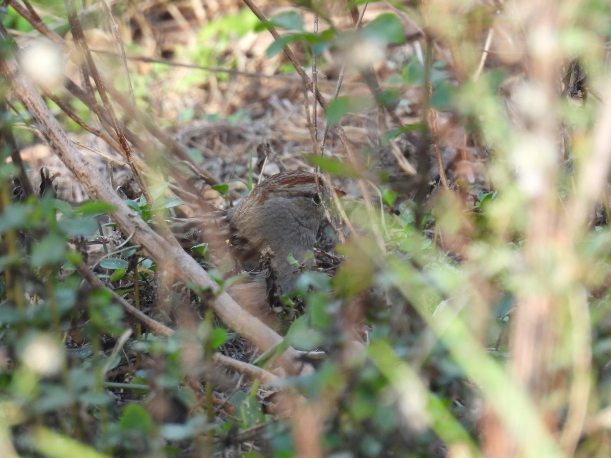White-crowned Sparrow - ML646314837