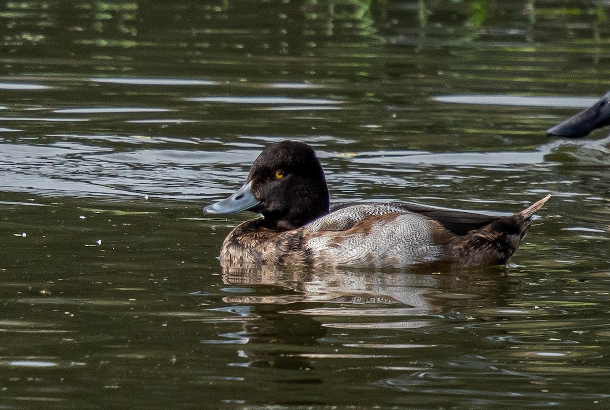 Lesser Scaup - ML646314842