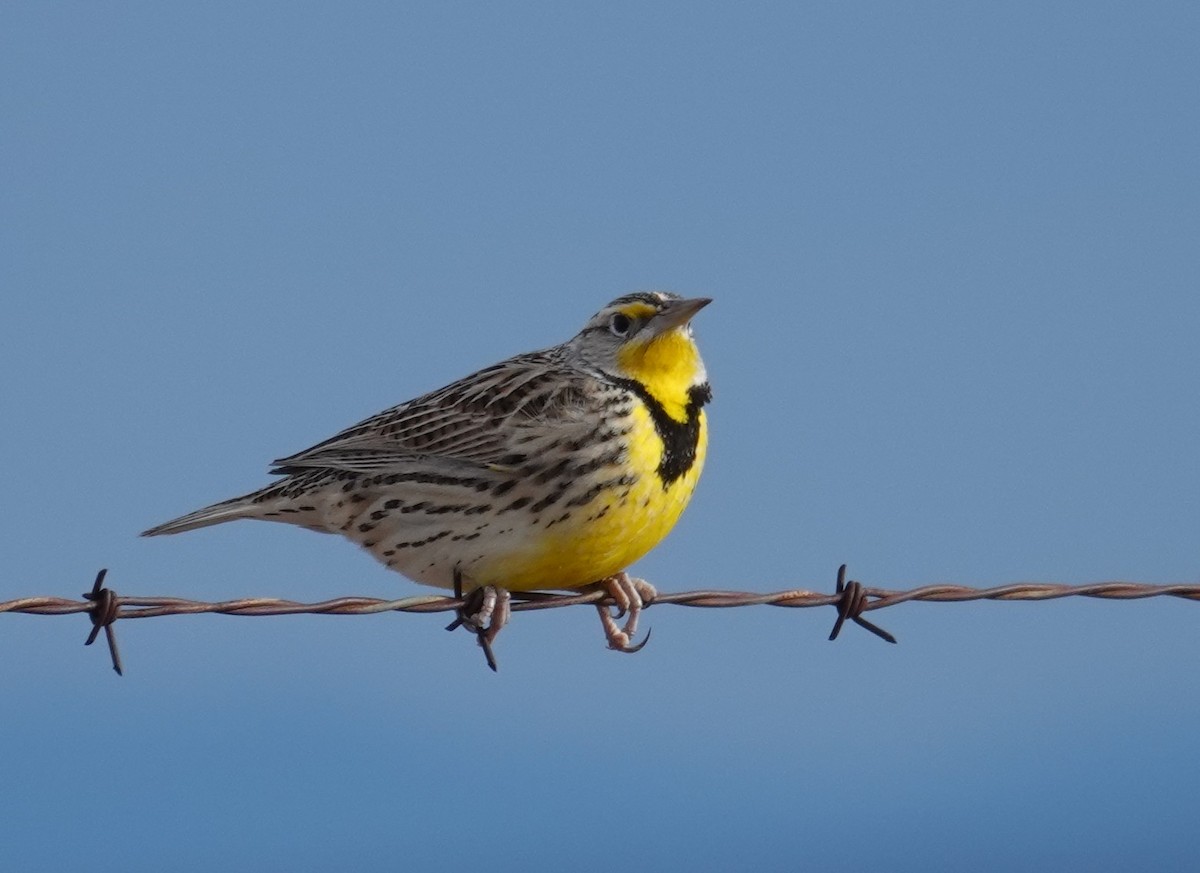 Western Meadowlark - ML646314843