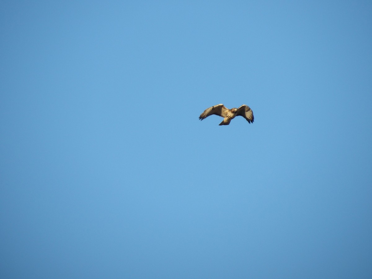 Red-tailed Hawk - ML646314844