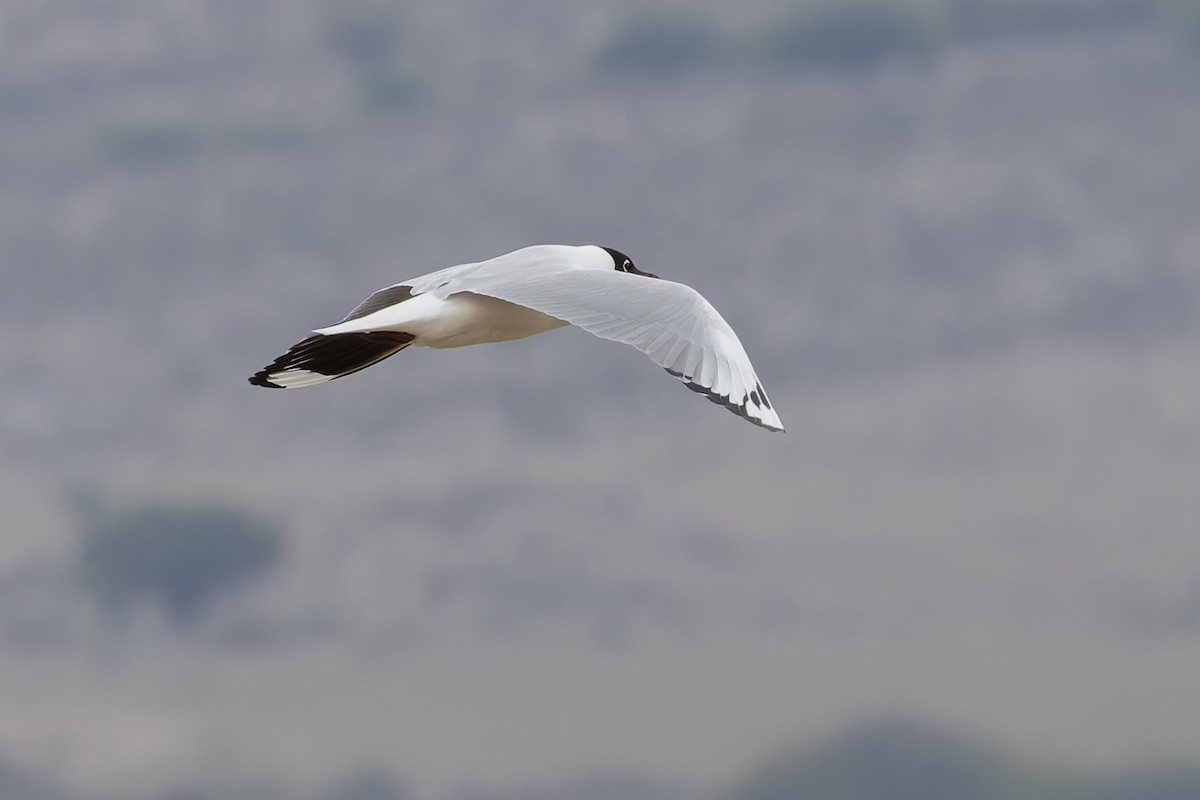 Mouette des Andes - ML646314845