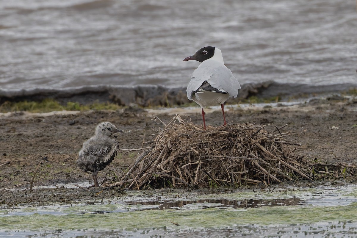 Mouette des Andes - ML646314846