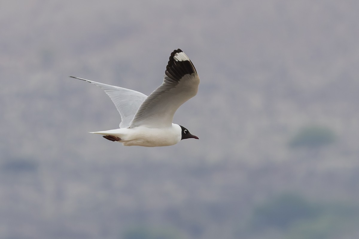 Mouette des Andes - ML646314847