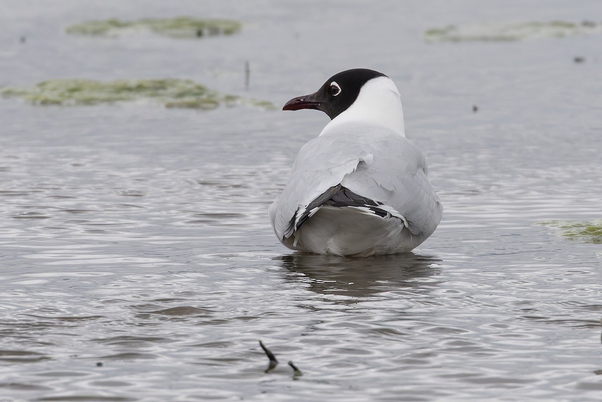 Mouette des Andes - ML646314848