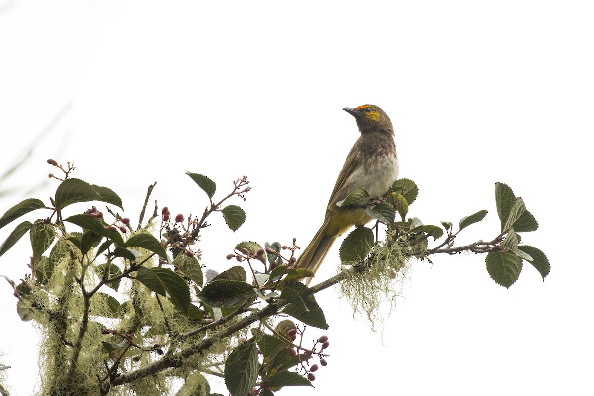 Orange-spotted Bulbul - ML646314850