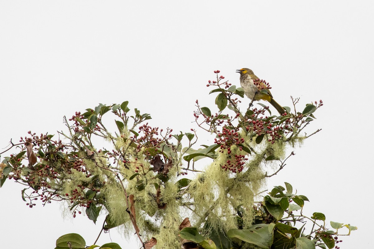 Orange-spotted Bulbul - ML646314852