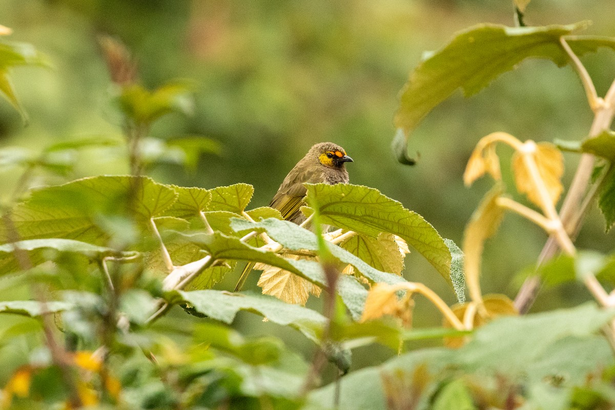 Orange-spotted Bulbul - ML646314853