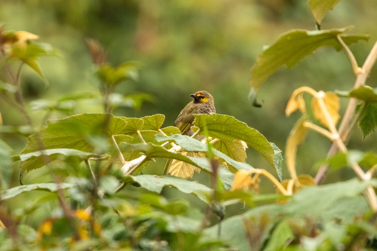 Orange-spotted Bulbul - ML646314854