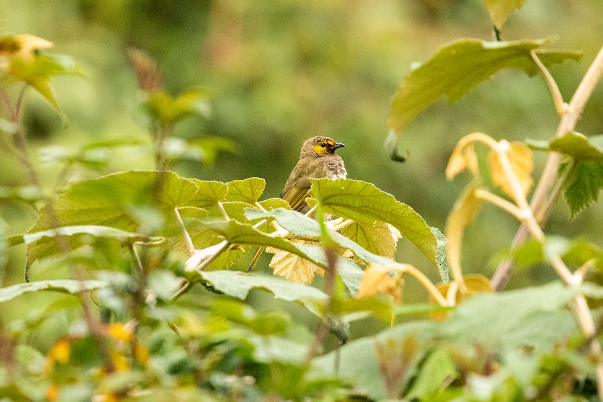Orange-spotted Bulbul - ML646314855