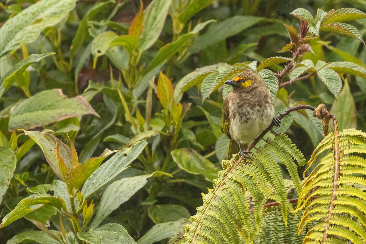 Orange-spotted Bulbul - ML646314856