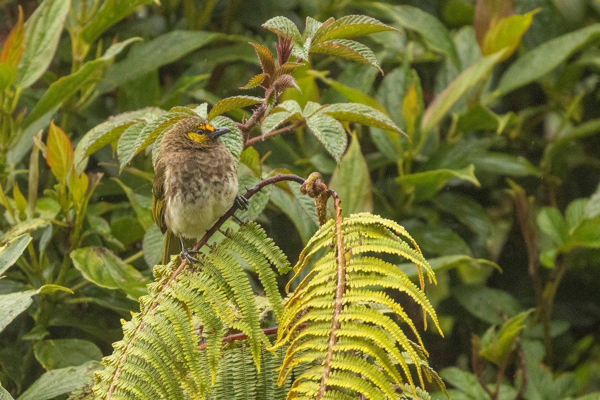 Orange-spotted Bulbul - ML646314857