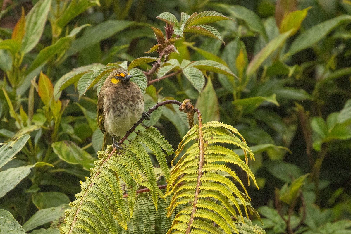 Orange-spotted Bulbul - ML646314858