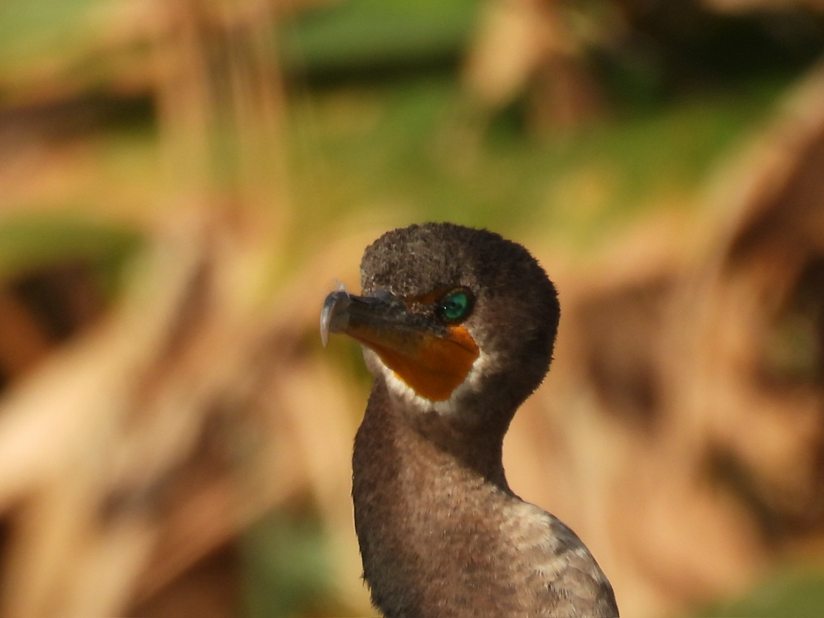 Double-crested Cormorant - ML646314860