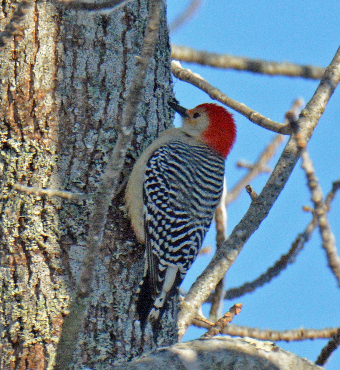 Red-bellied Woodpecker - ML646314861