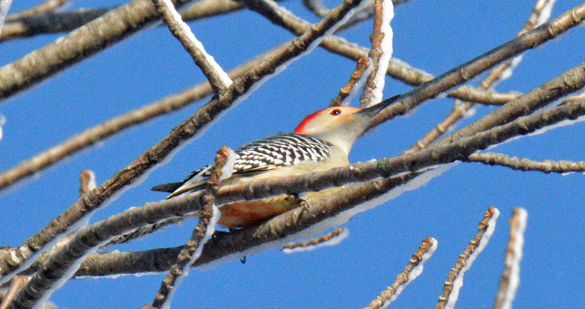 Red-bellied Woodpecker - ML646314863